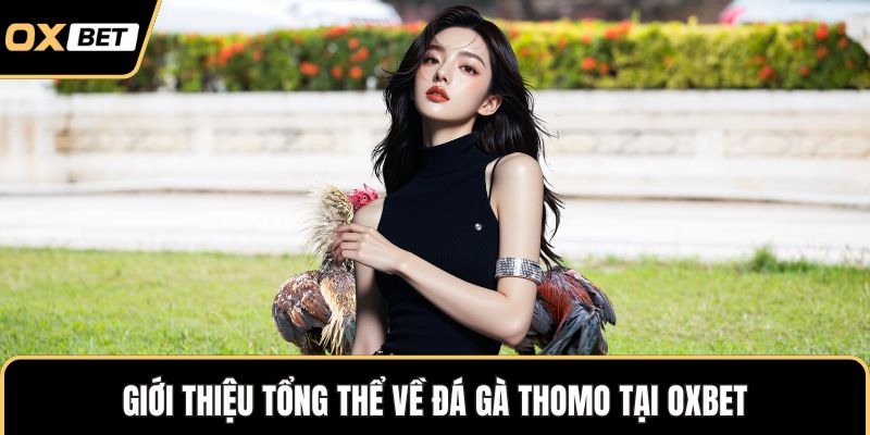 Giới thiệu tổng thể về đá gà Thomo tại OXBET